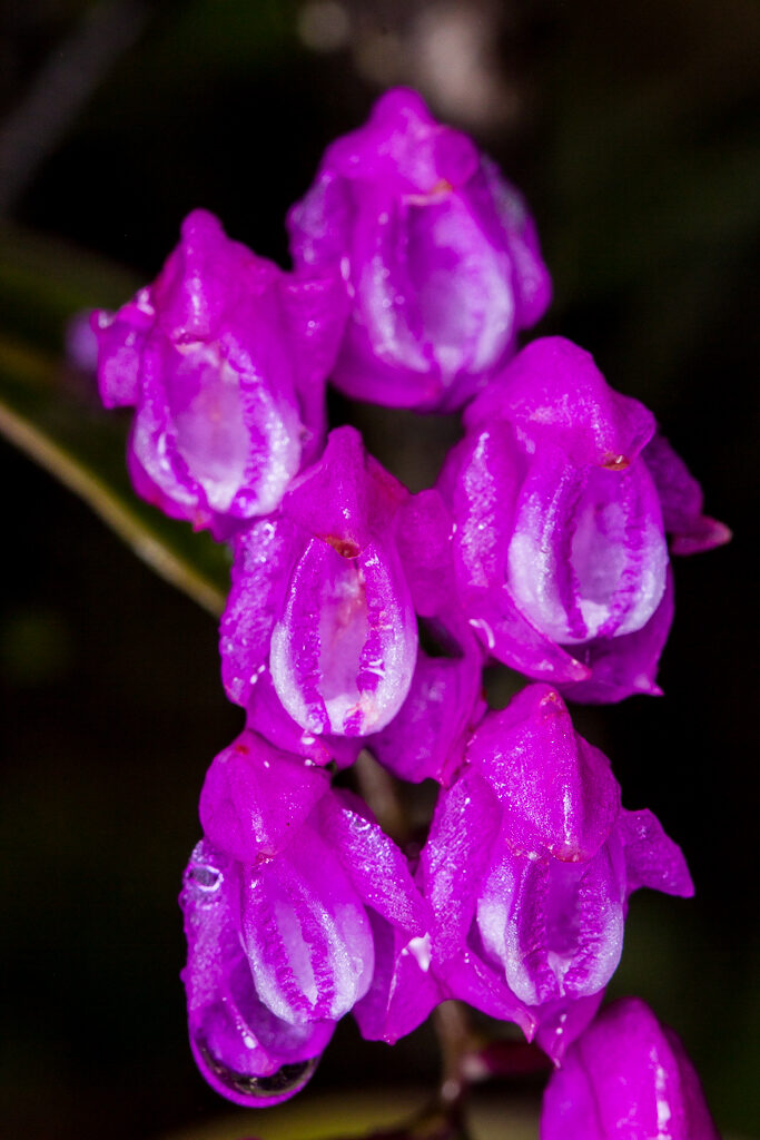 Sertifera purpurea Lindl. &amp; Rchb. f.