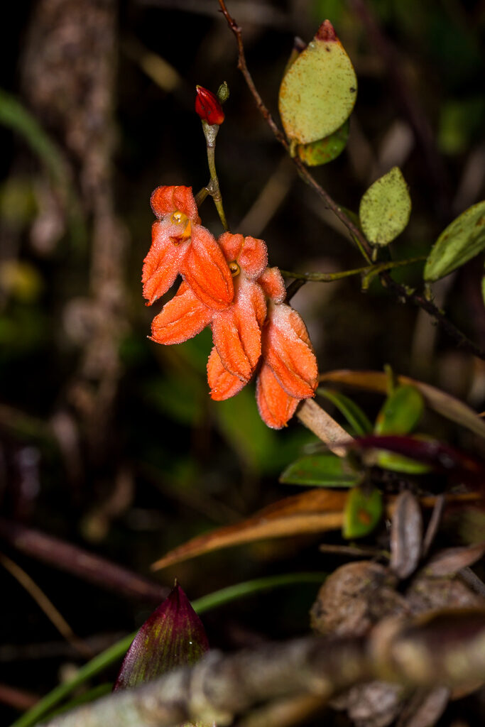 Porroglossum eduardii (Rchb. f.) Sweet