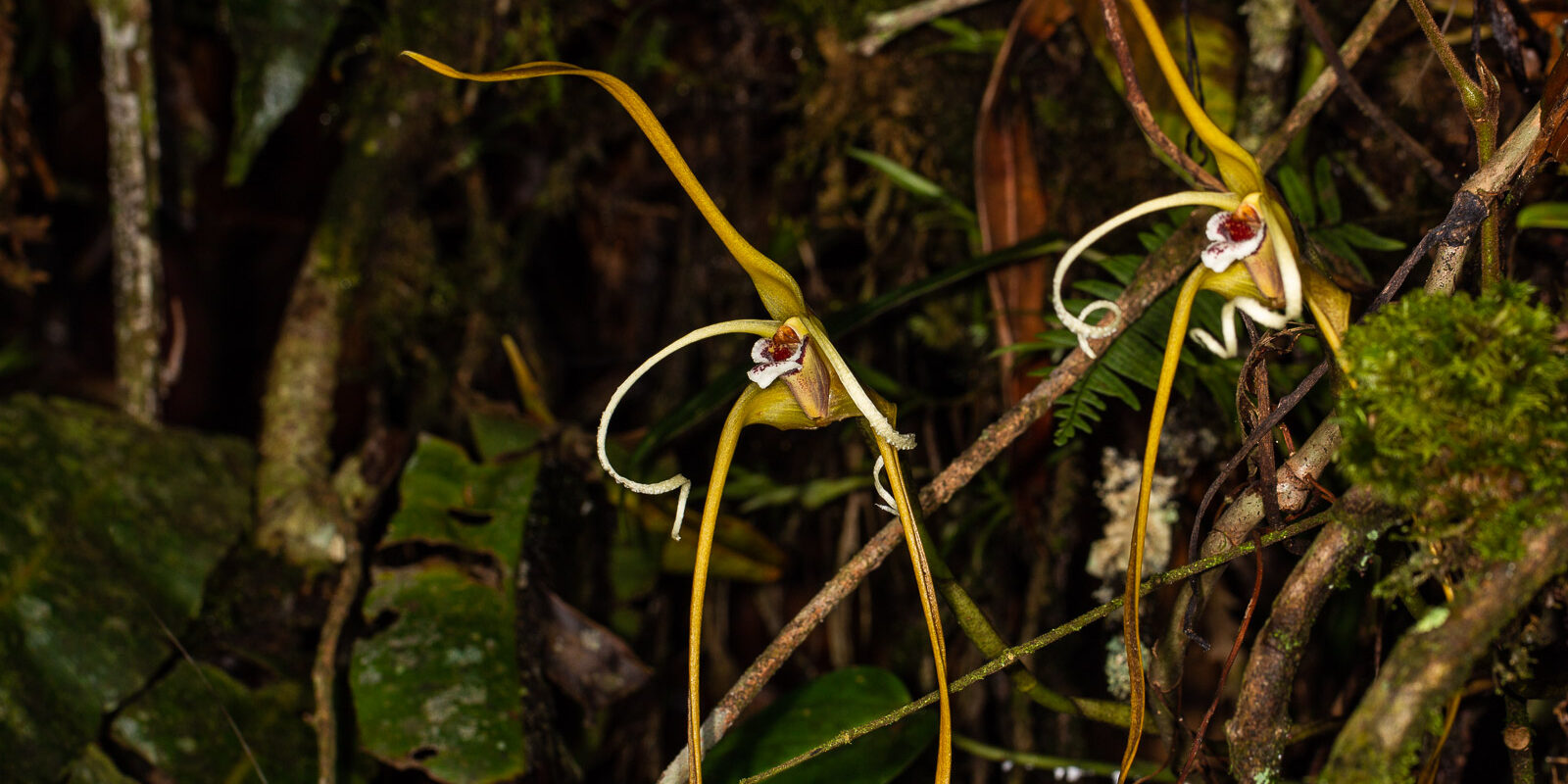 Maxillaria fractiflexa Rchb. f.
