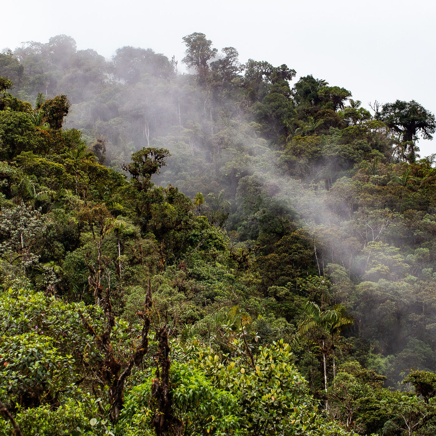 Bosque de niebla en RN Cerro El Ingles