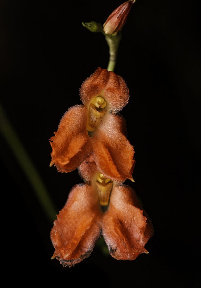 Porroglossum eduardi (Rchb. f.) H.R. Sweet
